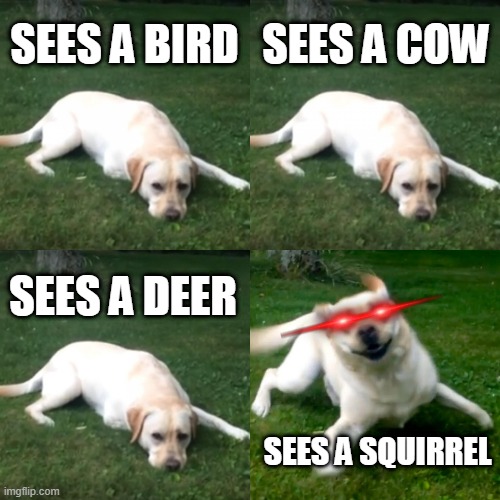 dog do nothing, dog rushing | SEES A BIRD; SEES A COW; SEES A DEER; SEES A SQUIRREL | image tagged in dog do nothing dog rushing,dogs | made w/ Imgflip meme maker