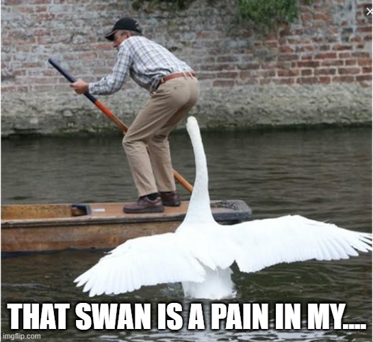 Bet This Didn't End Well | THAT SWAN IS A PAIN IN MY.... | image tagged in swan | made w/ Imgflip meme maker