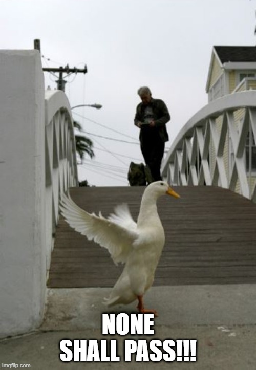 Answer the Riddle Then? | NONE SHALL PASS!!! | image tagged in ducks | made w/ Imgflip meme maker