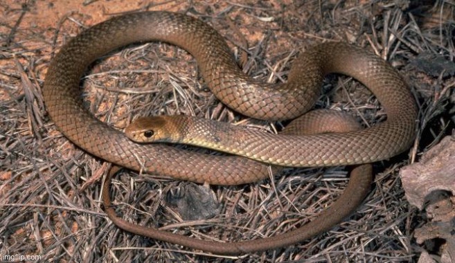 here is me brown snake. he ate a rock when he was 1 week old | image tagged in snek | made w/ Imgflip meme maker