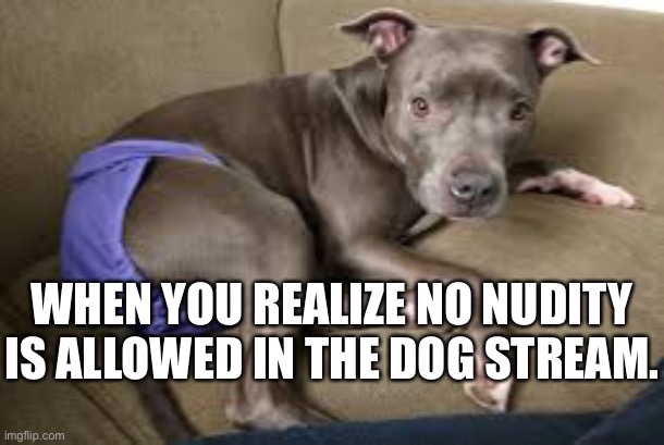  WHEN YOU REALIZE NO NUDITY IS ALLOWED IN THE DOG STREAM. | made w/ Imgflip meme maker