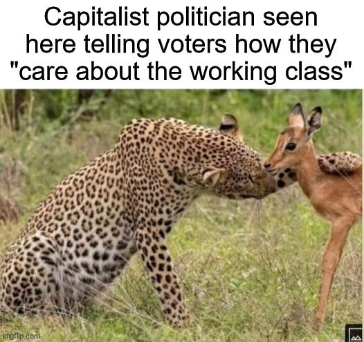 cheetah fawn | Capitalist politician seen here telling voters how they "care about the working class" | image tagged in cheetah fawn,capitalism,republicans,democrats,libertarian | made w/ Imgflip meme maker