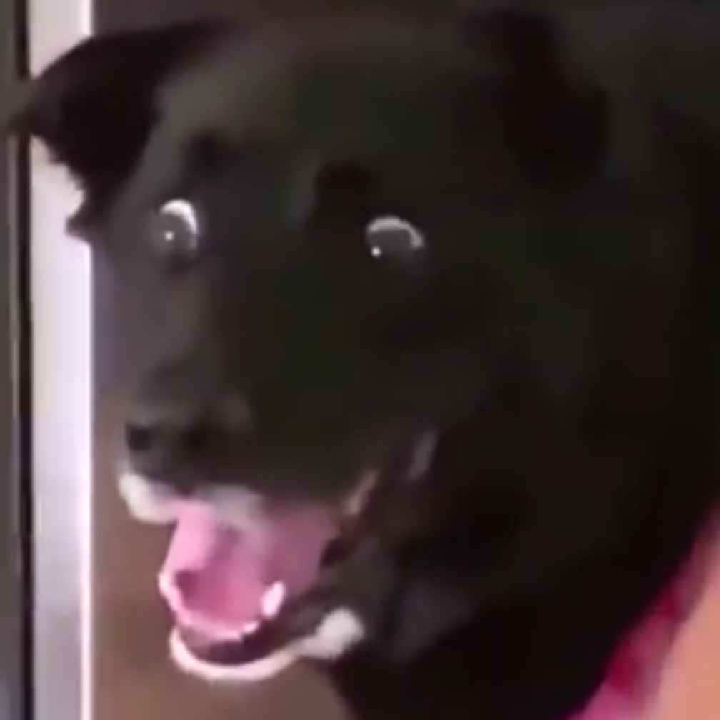 scared dog Blank Meme Template