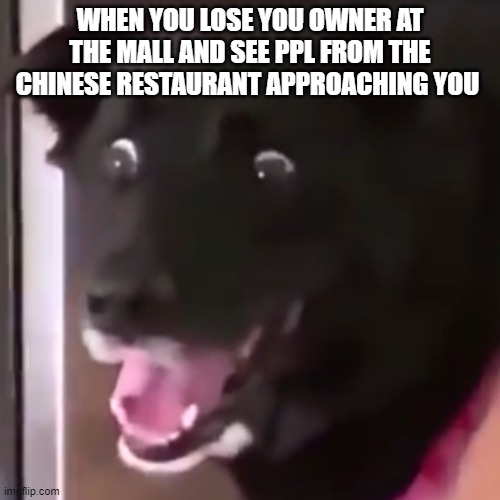 scared dog | WHEN YOU LOSE YOU OWNER AT THE MALL AND SEE PPL FROM THE CHINESE RESTAURANT APPROACHING YOU | image tagged in scared dog | made w/ Imgflip meme maker