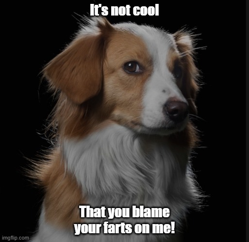 Dog Protest | It's not cool; That you blame your farts on me! | image tagged in no cool,blame farts,dog,truth | made w/ Imgflip meme maker