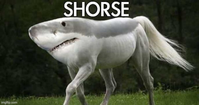 Shorse | image tagged in shorse,memes,funny,animals,meme-worthy | made w/ Imgflip meme maker