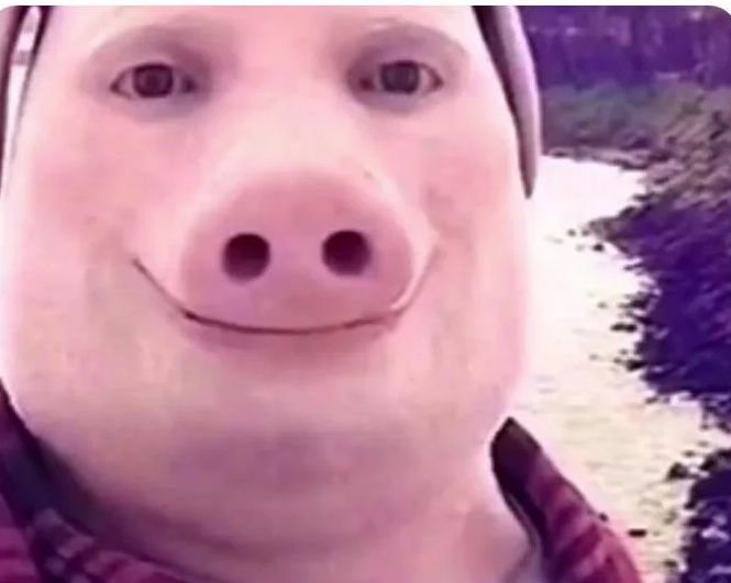 pig face Blank Meme Template