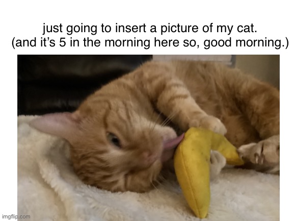 someone should probably draw my cat but ehhhhhhh- | just going to insert a picture of my cat. (and it’s 5 in the morning here so, good morning.) | image tagged in cat | made w/ Imgflip meme maker