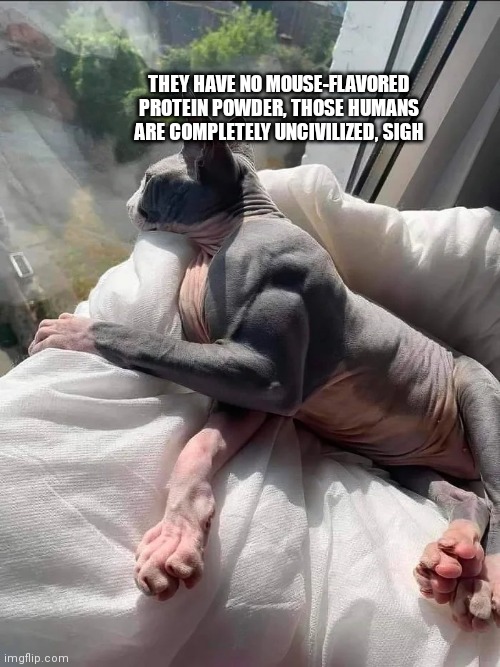 Totally uncivilized | THEY HAVE NO MOUSE-FLAVORED PROTEIN POWDER, THOSE HUMANS ARE COMPLETELY UNCIVILIZED, SIGH | image tagged in funny,memes,cats,beerus,muscles | made w/ Imgflip meme maker