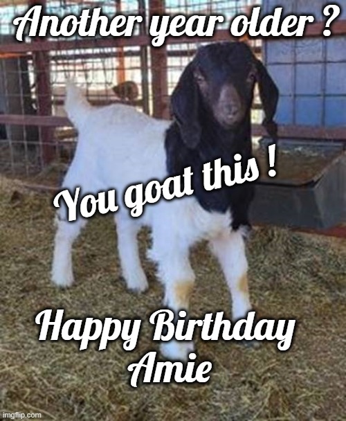 Happy Birthday Amie |  Another year older ? You goat this ! Happy Birthday 
Amie | image tagged in goat,birthday,amie | made w/ Imgflip meme maker