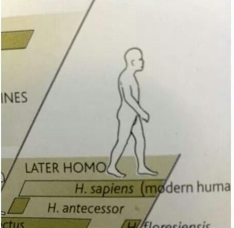 High Quality Later Homo Sapiens Blank Meme Template