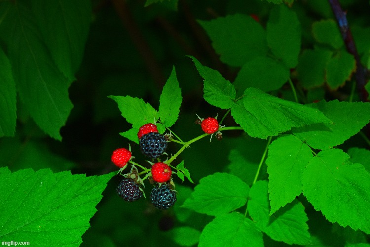 The wild black raspberries are in season. | image tagged in raspberries,kewlew | made w/ Imgflip meme maker