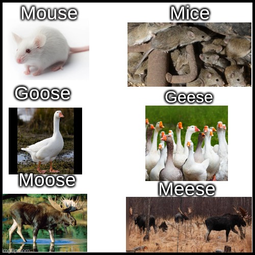Makes sense right? | Mice; Mouse; Goose; Geese; Moose; Meese | image tagged in white | made w/ Imgflip meme maker