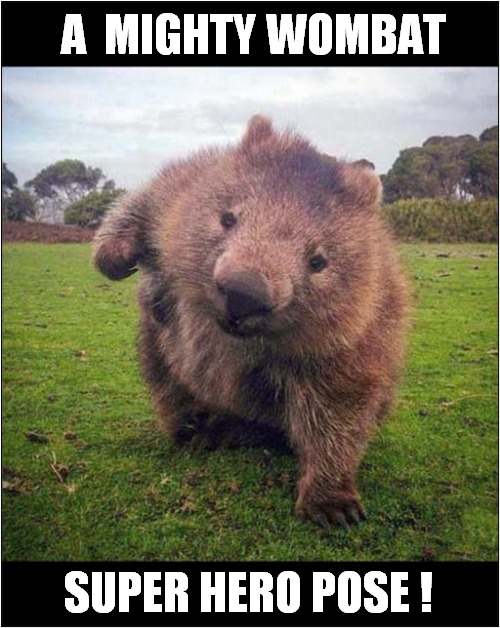 Behold ! |  A  MIGHTY WOMBAT; SUPER HERO POSE ! | image tagged in fun,wombat,super hero,pose | made w/ Imgflip meme maker