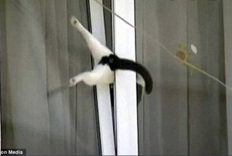 High Quality cat in window Blank Meme Template