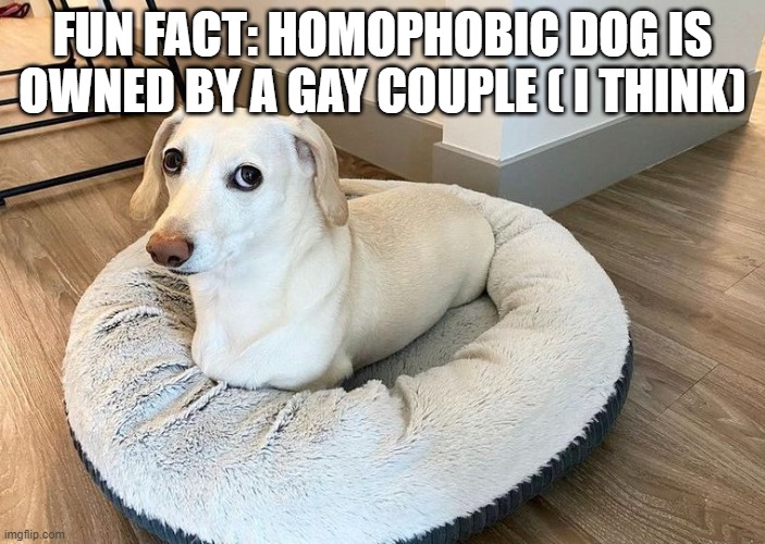 Homophobic Dog | FUN FACT: HOMOPHOBIC DOG IS OWNED BY A GAY COUPLE ( I THINK) | image tagged in homophobic dog | made w/ Imgflip meme maker