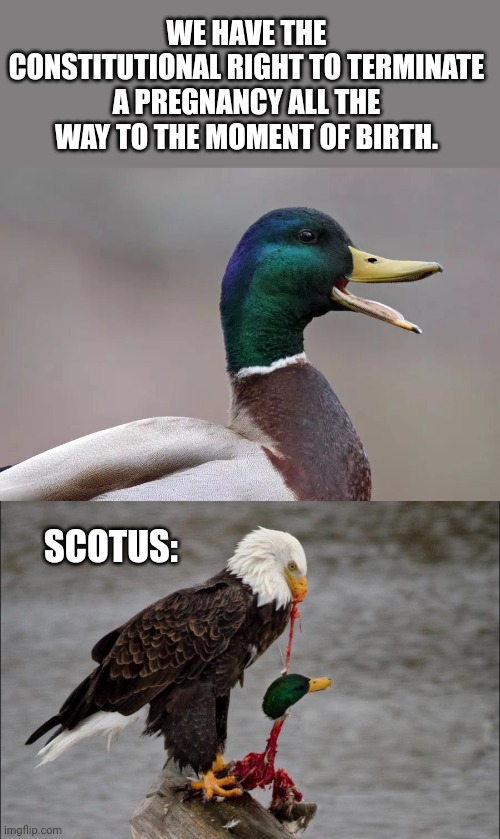 Tore THAT notion to shreds | WE HAVE THE CONSTITUTIONAL RIGHT TO TERMINATE A PREGNANCY ALL THE WAY TO THE MOMENT OF BIRTH. SCOTUS: | image tagged in scotus,abortion,bald eagle,memes,dark humor,politics | made w/ Imgflip meme maker
