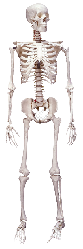 Human Skeleton Blank Template Imgflip