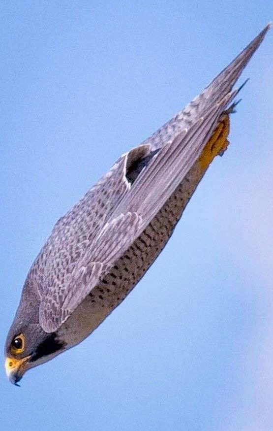 Diving into your DMs Falcon Blank Meme Template