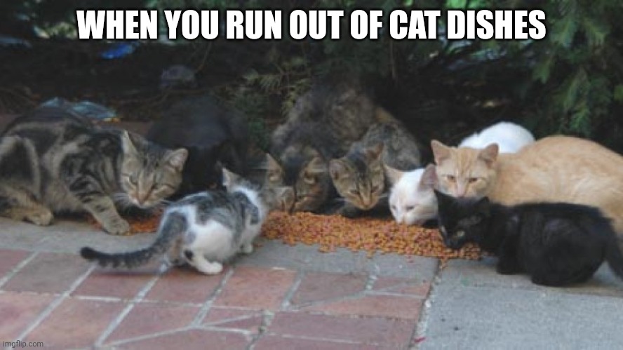 It's more natural this way | WHEN YOU RUN OUT OF CAT DISHES | image tagged in cat,cats | made w/ Imgflip meme maker