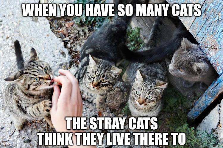 When cats multiply | WHEN YOU HAVE SO MANY CATS; THE STRAY CATS THINK THEY LIVE THERE TO | image tagged in cat,cats | made w/ Imgflip meme maker