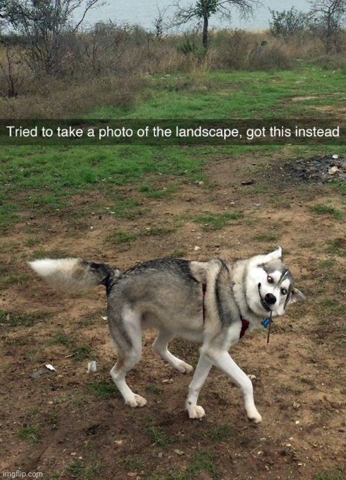 looks like me | image tagged in dog | made w/ Imgflip meme maker