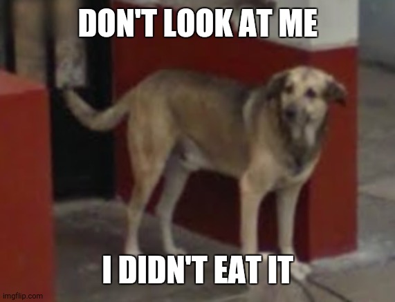 WTF Dog | DON'T LOOK AT ME I DIDN'T EAT IT | image tagged in wtf dog | made w/ Imgflip meme maker