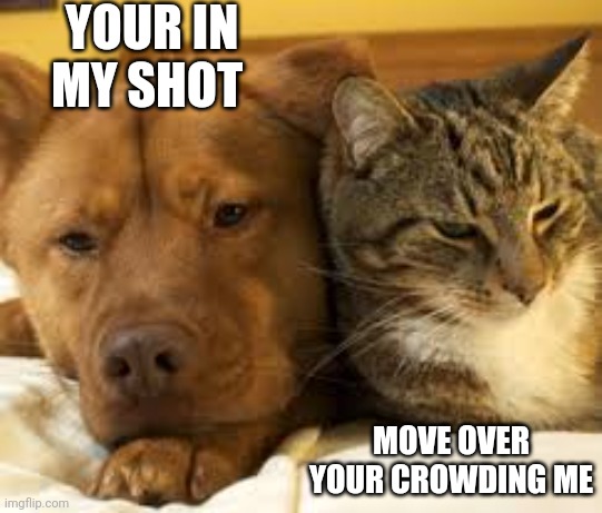 The dog wants his space | YOUR IN MY SHOT; MOVE OVER YOUR CROWDING ME | image tagged in dog and cat,dog,cat | made w/ Imgflip meme maker