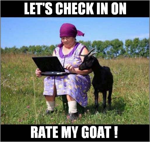 To Make You Smile ! | LET'S CHECK IN ON; RATE MY GOAT ! | image tagged in fun,goats,internet,smile | made w/ Imgflip meme maker
