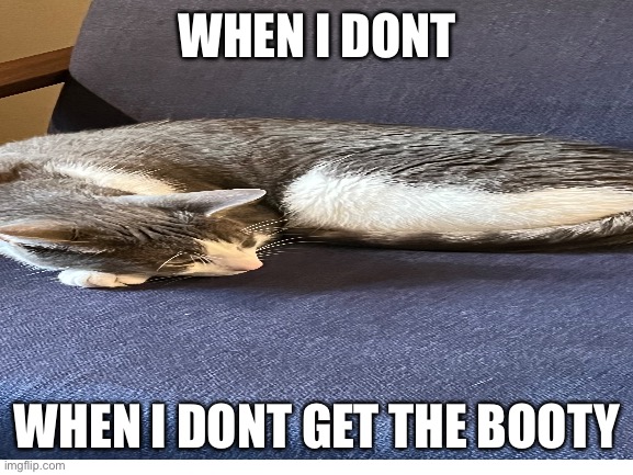 Booty | WHEN I DONT; WHEN I DONT GET THE BOOTY | image tagged in meme,cat,dick,porn,hentai | made w/ Imgflip meme maker