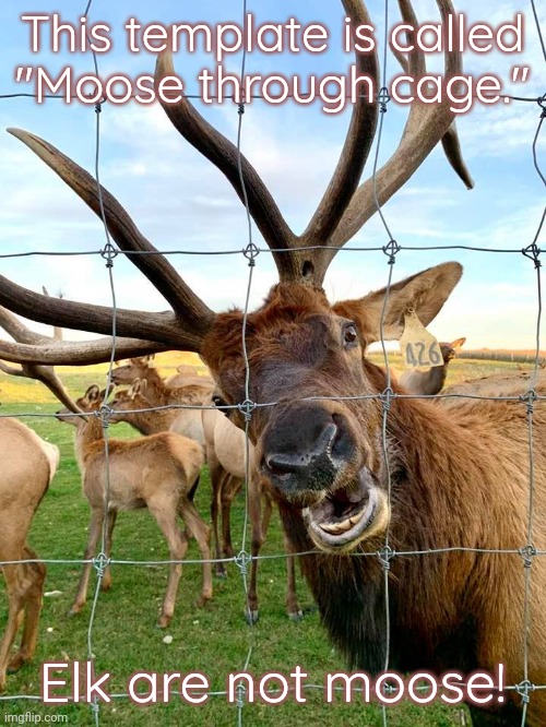 Totally different antlers. | This template is called
"Moose through cage."; Elk are not moose! | image tagged in moose through cage,you had one job,meanwhile on imgflip | made w/ Imgflip meme maker