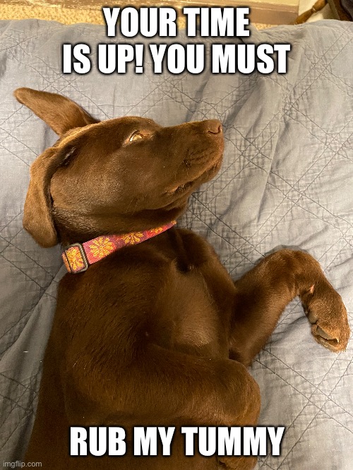 How I imagine dogs talk | YOUR TIME IS UP! YOU MUST; RUB MY TUMMY | image tagged in puppy,cute,dog,meme,funny | made w/ Imgflip meme maker