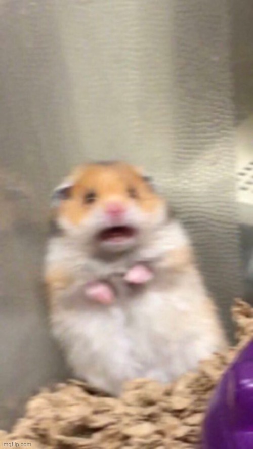 Surprised hamster | image tagged in surprised hamster | made w/ Imgflip meme maker