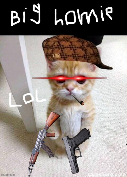 Cute Cat | image tagged in memes,cute cat,homie,slacker,me and the boys,lolz | made w/ Imgflip meme maker