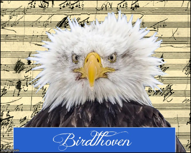 Ludwig Van... | image tagged in music,eagle | made w/ Imgflip meme maker
