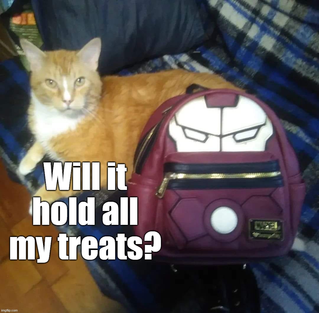Will it hold all my treats? | image tagged in meme,memes,humor,cat,cats | made w/ Imgflip meme maker