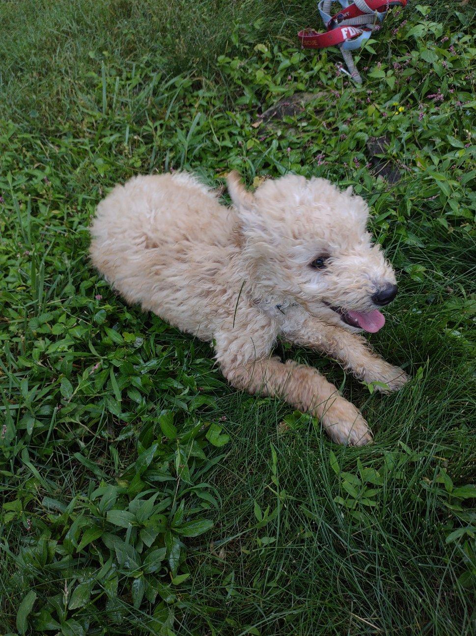 Puppy sez Blank Meme Template