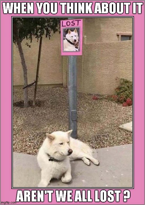 Dog Poses A Deep Question ! | WHEN YOU THINK ABOUT IT; AREN'T WE ALL LOST ? | image tagged in dogs,lost,metaphysical question | made w/ Imgflip meme maker