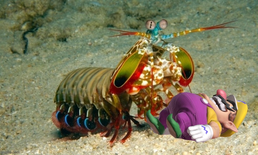 Wario gets beaten up to death by a Mantis Shrimp.mp3 | image tagged in mantis shrimp,wario dies,wario,shrimp,animals | made w/ Imgflip meme maker
