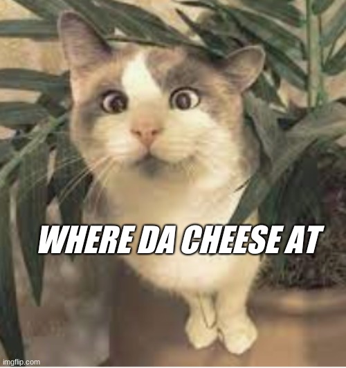 CHEESE CAT2 | WHERE DA CHEESE AT | image tagged in cheese,cat,cats,cross eyes | made w/ Imgflip meme maker