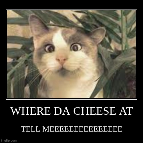 where da cheese atttttt | image tagged in funny,demotivationals,cat,cats | made w/ Imgflip demotivational maker