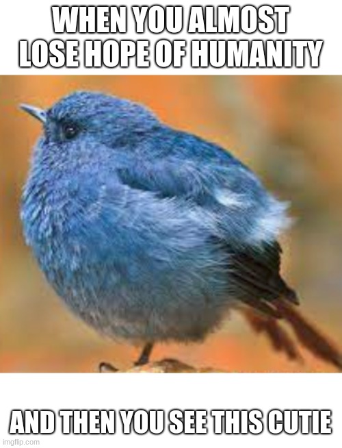 fat blue bird |  WHEN YOU ALMOST LOSE HOPE OF HUMANITY; AND THEN YOU SEE THIS CUTIE | image tagged in blue,bird,fat | made w/ Imgflip meme maker