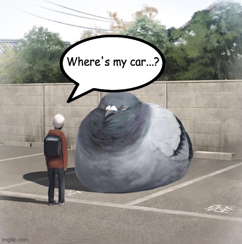 uh oh, te big pigeon ate ur car |  Where's my car...? | image tagged in beeg birb,pigeon,car | made w/ Imgflip meme maker