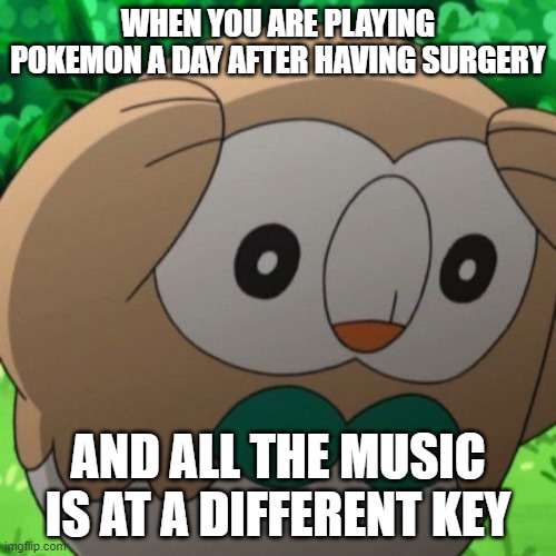 wisdom teeth go bye bey | WHEN YOU ARE PLAYING POKEMON A DAY AFTER HAVING SURGERY; AND ALL THE MUSIC IS AT A DIFFERENT KEY | image tagged in rowlet meme template | made w/ Imgflip meme maker