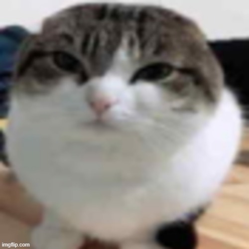 Wawa cat | image tagged in misery | made w/ Imgflip meme maker