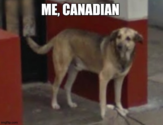 WTF Dog | ME, CANADIAN | image tagged in wtf dog | made w/ Imgflip meme maker
