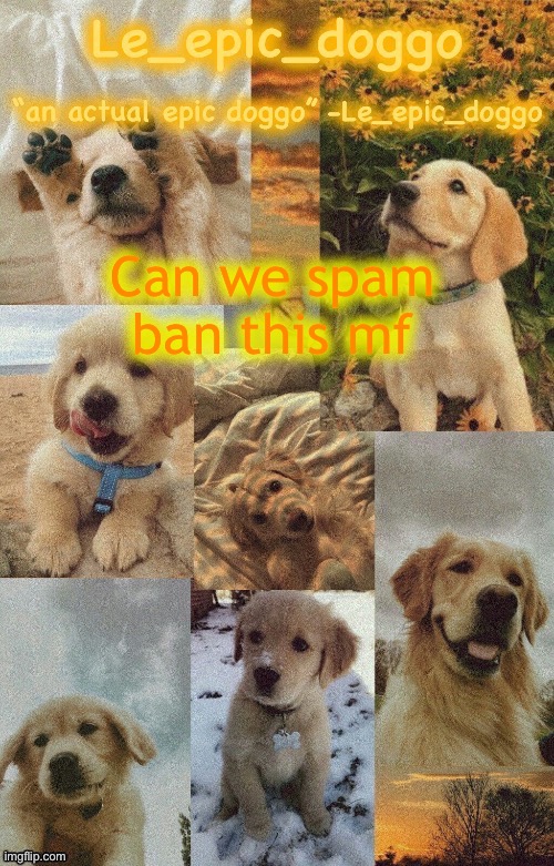 The alt spammer | Can we spam ban this mf | image tagged in doggo temp by doggo wait what that s confusing | made w/ Imgflip meme maker
