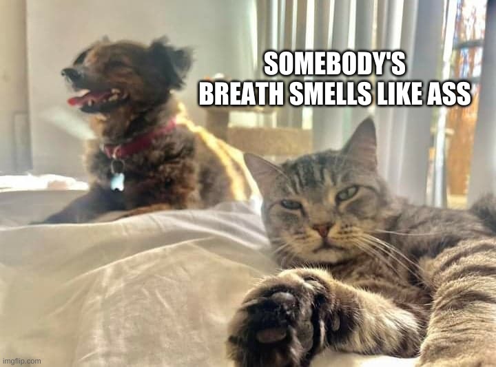 SOMEBODY'S BREATH SMELLS LIKE ASS | image tagged in dog,cat,bad breath,ass,stinky,smelly | made w/ Imgflip meme maker