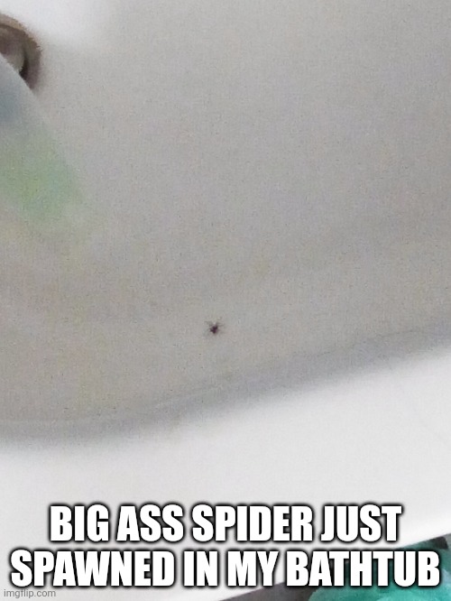 BIG ASS SPIDER JUST SPAWNED IN MY BATHTUB | made w/ Imgflip meme maker