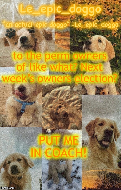 Doggo temp by doggo. Wait what that’s confusing | to the perm owners of like what? Next week’s owners election? PUT ME IN COACH! | image tagged in doggo temp by doggo wait what that s confusing | made w/ Imgflip meme maker